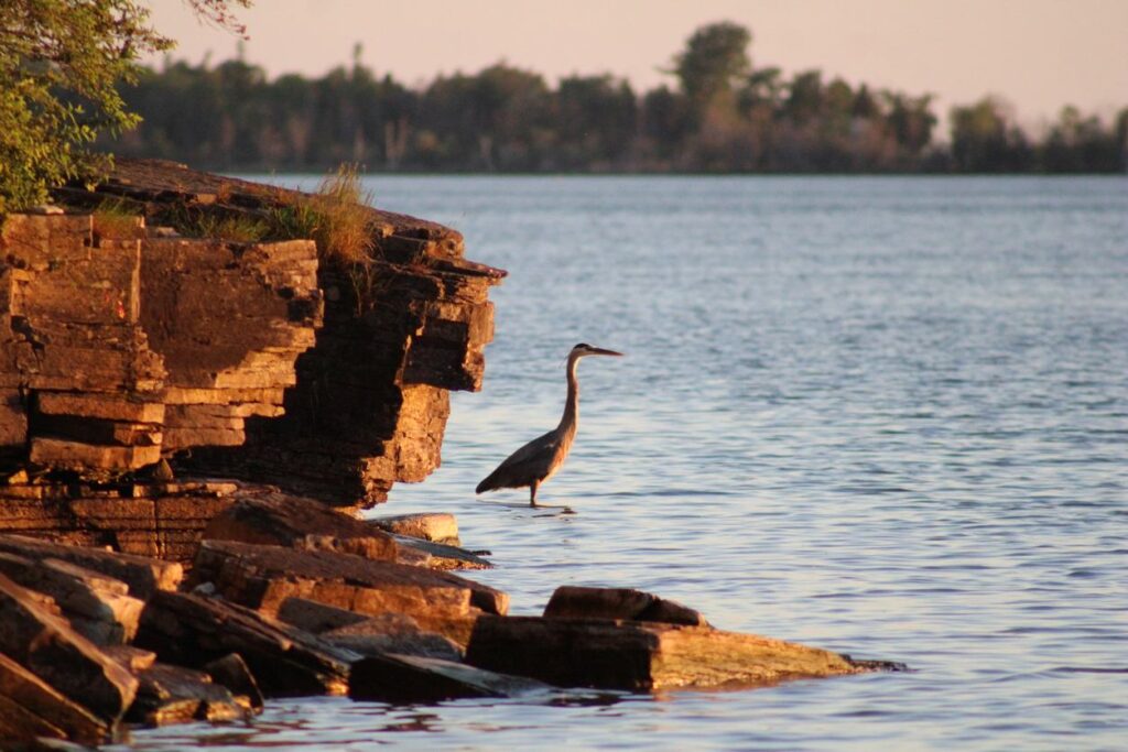 A Great-blue Heron sits along the rocky shores at Potawatomi State Park in Wisconsin